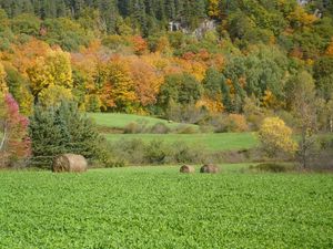 Preview wallpaper field, grass, trees, autumn