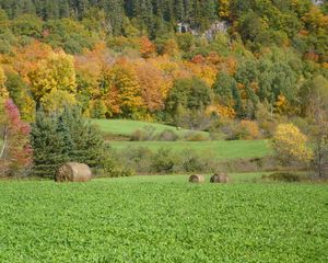 Preview wallpaper field, grass, trees, autumn