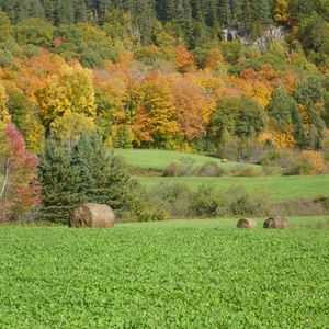 Preview wallpaper field, grass, trees, autumn