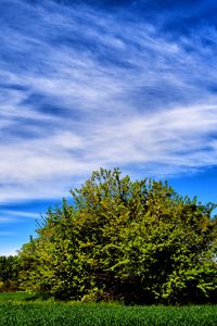 Preview wallpaper field, grass, trees, sky, summer