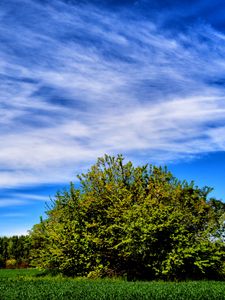 Preview wallpaper field, grass, trees, sky, summer