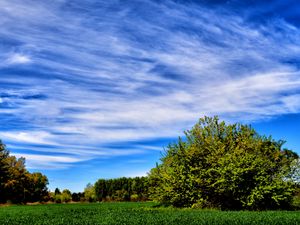 Preview wallpaper field, grass, trees, sky, summer