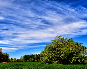 Preview wallpaper field, grass, trees, sky, summer