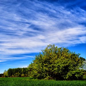 Preview wallpaper field, grass, trees, sky, summer