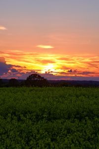 Preview wallpaper field, grass, trees, clouds, dawn, nature