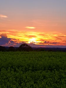 Preview wallpaper field, grass, trees, clouds, dawn, nature