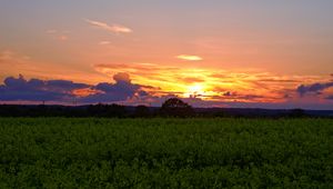Preview wallpaper field, grass, trees, clouds, dawn, nature