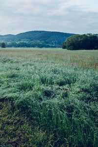 Preview wallpaper field, grass, trees, mountains