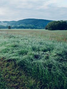 Preview wallpaper field, grass, trees, mountains