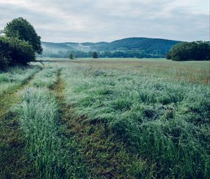 Preview wallpaper field, grass, trees, mountains