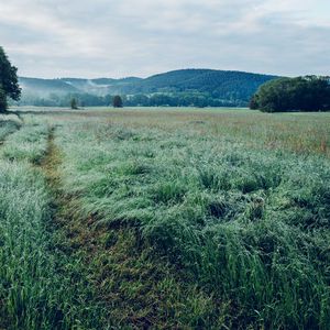 Preview wallpaper field, grass, trees, mountains