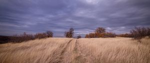 Preview wallpaper field, grass, trees, sky, clouds