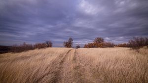 Preview wallpaper field, grass, trees, sky, clouds