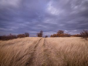 Preview wallpaper field, grass, trees, sky, clouds