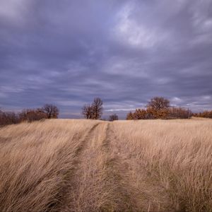 Preview wallpaper field, grass, trees, sky, clouds