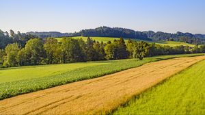 Preview wallpaper field, grass, trees, forest, sky