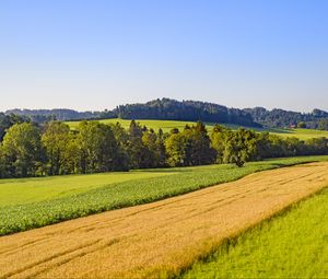 Preview wallpaper field, grass, trees, forest, sky