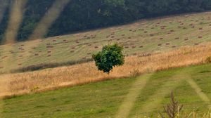 Preview wallpaper field, grass, trees, slope