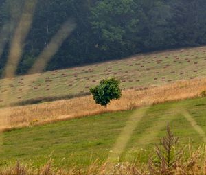 Preview wallpaper field, grass, trees, slope