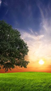 Preview wallpaper field, grass, trees, wind, evening