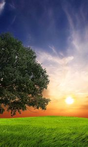 Preview wallpaper field, grass, trees, wind, evening