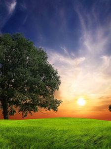 Preview wallpaper field, grass, trees, wind, evening