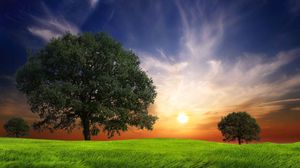 Preview wallpaper field, grass, trees, wind, evening