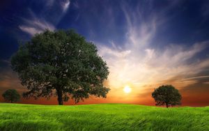 Preview wallpaper field, grass, trees, wind, evening