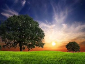 Preview wallpaper field, grass, trees, wind, evening