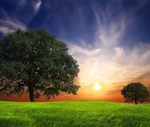 Preview wallpaper field, grass, trees, wind, evening