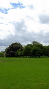 Preview wallpaper field, grass, trees, summer landscape