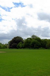 Preview wallpaper field, grass, trees, summer landscape