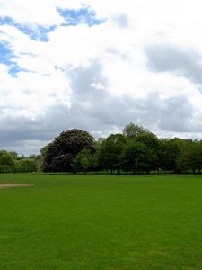 Preview wallpaper field, grass, trees, summer landscape