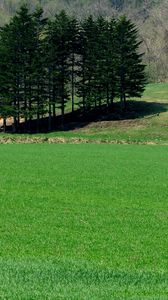 Preview wallpaper field, grass, trees, summer, lawn