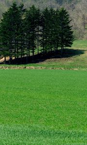 Preview wallpaper field, grass, trees, summer, lawn