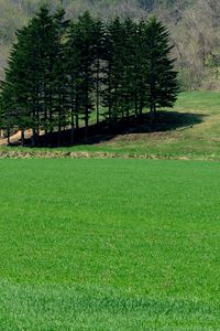 Preview wallpaper field, grass, trees, summer, lawn