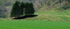 Preview wallpaper field, grass, trees, summer, lawn