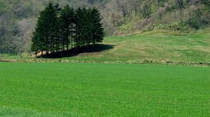 Preview wallpaper field, grass, trees, summer, lawn