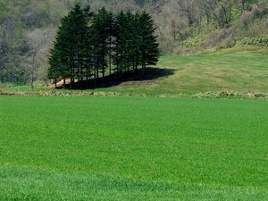 Preview wallpaper field, grass, trees, summer, lawn