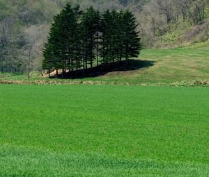 Preview wallpaper field, grass, trees, summer, lawn