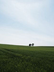 Preview wallpaper field, grass, trees, nature