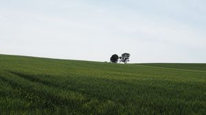 Preview wallpaper field, grass, trees, nature