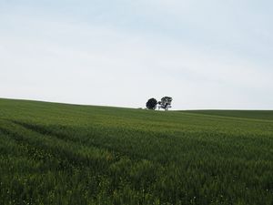 Preview wallpaper field, grass, trees, nature