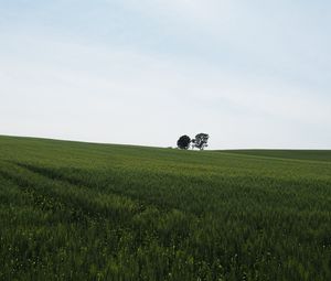 Preview wallpaper field, grass, trees, nature