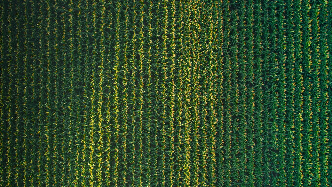 Wallpaper field, grasses, aerial view, plant