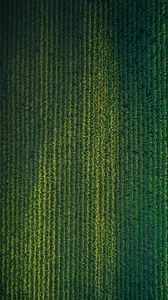 Preview wallpaper field, grasses, aerial view, plant