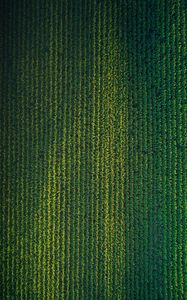 Preview wallpaper field, grasses, aerial view, plant