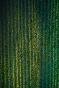 Preview wallpaper field, grasses, aerial view, plant