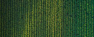 Preview wallpaper field, grasses, aerial view, plant