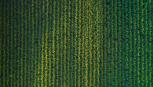 Preview wallpaper field, grasses, aerial view, plant